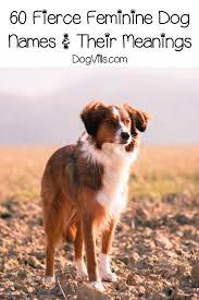 In fact, there are loads of examples you can find straight out of the baby naming books. 60 Fiercely Strong Female Dog Names And Meanings Dogvills