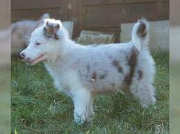 Border Collie Welpen Ahnenpass Blue Merle Lilac Chocolate Cowboy Harbormist Border Collies Gorgeous And Pla Blue Merle Border Collie Blue Merle Border Collie
