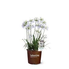 Image result for Agapanthus codii