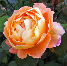 Superior disease resistance and a classic cupped shape make this a charmer in the garden. Lady Emma Hamilton Historische Rosengarten