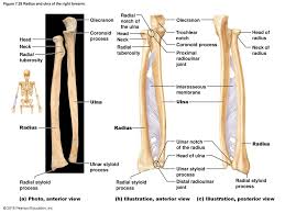 This unlabeled quiz of the radius and ulna bone will test your knowledge on how to label the structures of these bones. 2016 Pearson Education Inc Ppt Download