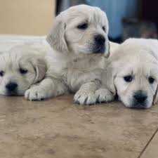 Find golden retrievers dogs and puppies for sale across australia. Gould S Goldens Golden Retriever Puppies Home Facebook