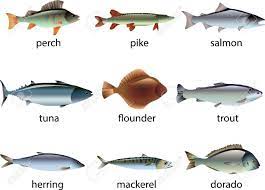 fish picture realistic illustration set fische angeln angeln fische