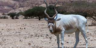 He was formerly a member of the outclaws and a soldier in burn 's army. Chad Addax And Oryx Transferred From Abu Dhabi To A Reserve In Batha Afrik 21