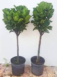 Fiddle Leaf Fig 55 Tall Ficus Lyrata Little Etsy Plants Ficus Lyrata Fiddle Leaf Fig