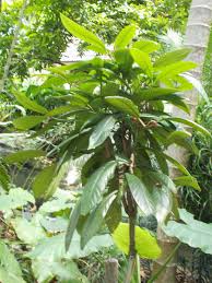 Image result for Cyathula lanceolata