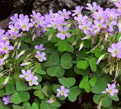 Image result for Oxalis purpurascens