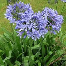 Image result for Agapanthus praecox