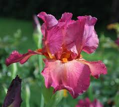 She guides kaleb with his goals in the present. World Of Irises 2011