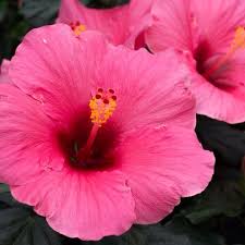 Hibiskus