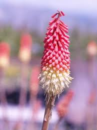 Image result for Kniphofia