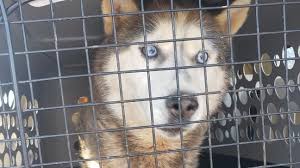 Suri lost her puppy dog dog rescue gives puppy mill dogs a fresh start. 30 Huskies Rescued From Squalid Conditions At Alleged Puppy Mill In Adams County Wkrc