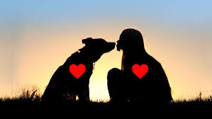 History, top tweets, 2021 date, fun facts, quotes, and things to do. International Dog Day A Special Day To Celebrate All Dogs Around The World Oipa