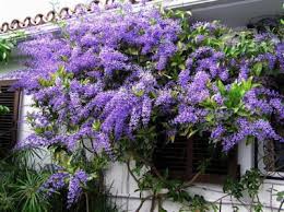 Image result for Petrea volubilis