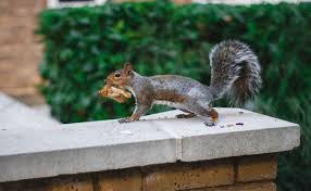 Most of the time, squirrels are completely benign, but sometimes they can cause considerable damage. Get Rid Of Squirrels In The Attic Wall Garden 17 Useful Tips And Tricks Here Reolink Blog