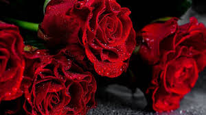Verschiedene rosa, lila, rote blumen, isoliert auf schwarzem hintergrund. Rote Rosen Mit Wassertropfen Auf Den Blutenblattern Auf Schwarzem Hintergrund Creative Commons Bilder