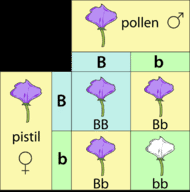 They are a tool used to figure out the possible allele combinations of a in this video, 2 minute classroom explains how to draw a useful tool for determining offspring genotypes. Punnett Squares Read Biology Ck 12 Foundation