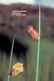 Image result for Schoenoplectiella articulata