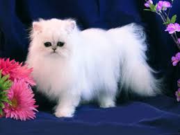 Here are 8 teacup persians you should follow asap. Teacup Persian Kittens For Sale In Texas Cfa Pet Silver Chinchilla Persian Cats Tinypersians Com Dallas Tx