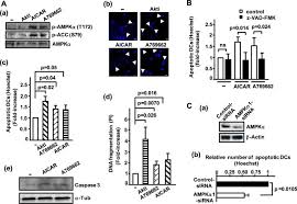 Ccr7 cosmic, sanger institute somatic mutation information and related details. A Novel Mek Erk Ampk Signaling Axis Controls Chemokine Receptor Ccr7 Dependent Survival In Human Mature Dendritic Cells Journal Of Biological Chemistry