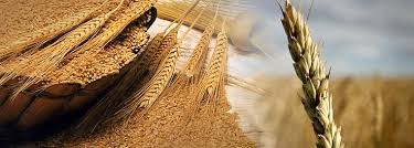 Resultado de imagem para o trigo e o joio