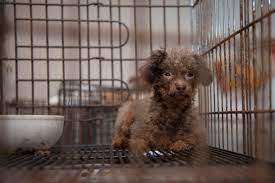 Check spelling or type a new query. Rolling Stone Crushes Puppy Mill Trade A Humane World