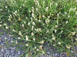 Image result for Gomphrena celosioides