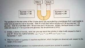 Solved Slde Side B Sucrose 2 M Glucose Sucrose 1 M Glucose 2 M The Solutions In The Two Arms Of The U Tube Above Are Separated By A Memnbrane