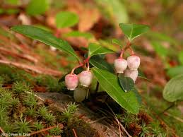 Image result for Galenia procumbens