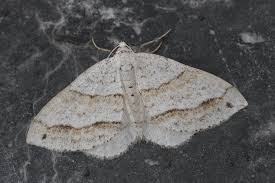 Image result for Mesotype parallelolineata