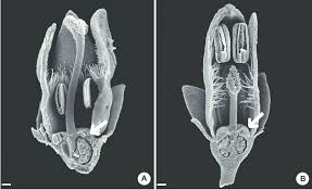 Image result for Oldenlandia lancifolia