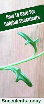 Pin On Cacti Succulents