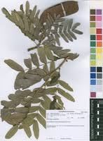 Image result for Brachystegia longifolia