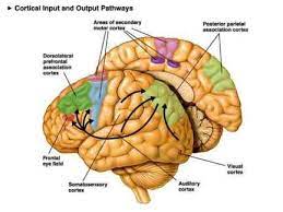 The function of s1 is intimately connected to the input it receives from mechanoreceptors in the skin, muscle and joints. Somatosensory Cortex Function Position Anatomy Physiology