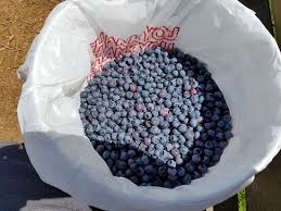 14812 se 8th st, bellevue, wa. Blueberry Farm Picture Of Larsen Lake Blueberry Farm Bellevue Tripadvisor