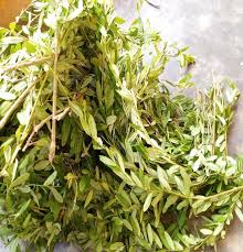 Image result for Vernonia longipedunculata