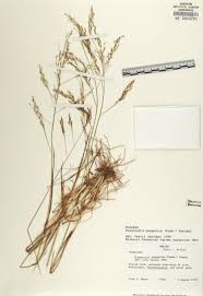 Image result for Eragrostis gangetica