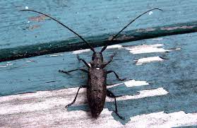 The spruce beetle is a native species in colorado's spruce forest ecosystem. Monochamus Scutellatus Wikipedia