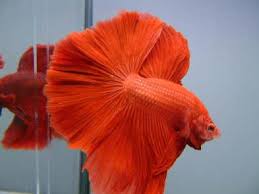 A wide variety of pink betta fish options are available to you, such as material, feature, and aquarium & accessory type. Betta Fish In Different Colors