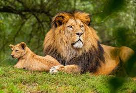 Gioco adatto per i piu piccoli. Ji0iub27xu1mim