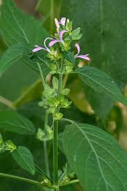 Image result for Dicliptera carvalhoi