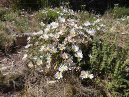 Image result for Dimorphotheca cuneata