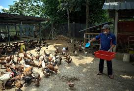 Gambar haiwan ternakan di malaysia. Ternak Lalat Bsf Protein Tinggi Harga Murah Bantu Penternak Ayam Ikan Astro Awani