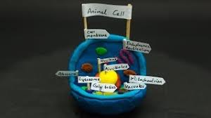 Check spelling or type a new query. Animal Cell Model Project For School School Science Experiments