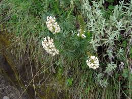 Image result for Hebenstretia angolensis