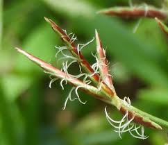 Image result for Cyperus rotundus
