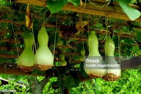 Image result for Lagenaria