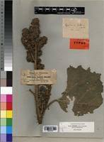 Image result for Girardinia bullosa