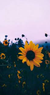 New Wall Paper Vintage Quotes Tumblr Ideas Fondos De Pantalla Girasoles Iphone Fondos De Pantalla Fondos De Pantalla Naturaleza