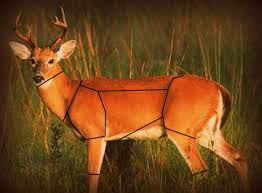 Interactive Deer Processing Butchering Cuts Chart Venison